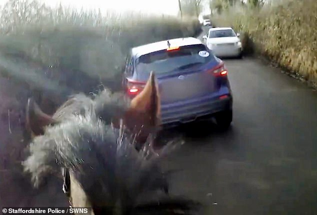Белый автомобиль терпеливо ждет, пока лошадь благополучно проедет по узкой дороге.  Но затем, откуда ни возьмись, сзади появляется большая синяя машина 4х4 и пытается проехать мимо лошади на той же стороне дороги, что и другая машина.