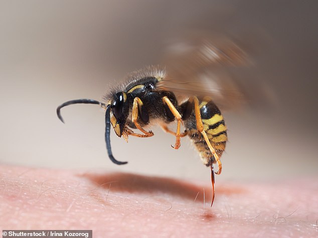 Доктор Вагнер говорит: «[For bee and wasp stings] промойте пораженный участок водой с мылом, чтобы снизить риск заражения, и приложите холодный компресс или пакет со льдом, завернутый в ткань, чтобы облегчить боль и отек».