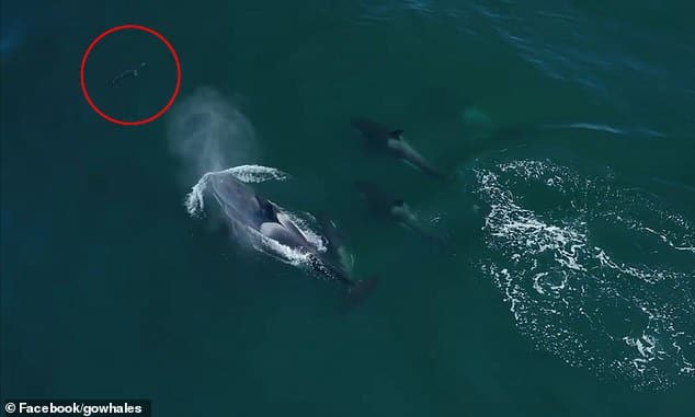 Синяя акула плыла по морю Монтерея в Калифорнии, когда увидела стайку из пяти косаток всего в нескольких ярдах от нее и быстро приближалась.