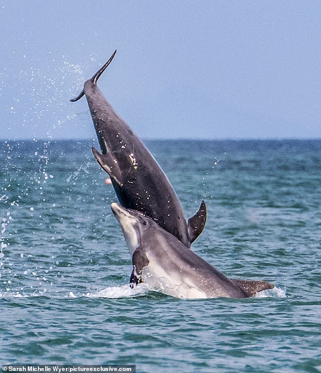 Сара Мишель Уайер, морской зоолог и гид по дикой природе компании Dolphin Spotting Boat Trips, ранее рассказывала изданию Mail: «Мы не видим их (афалин) во время каждой поездки, но когда мы видим их «выступление», это никогда не надоедает».