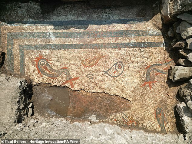 Редкая 2000-летняя мозаика, изображающая дельфинов и рыб, все еще в ярких цветах, была обнаружена в римском городе в Шропшире. Дельфины — самые крупные, с красными хвостами и серыми телами