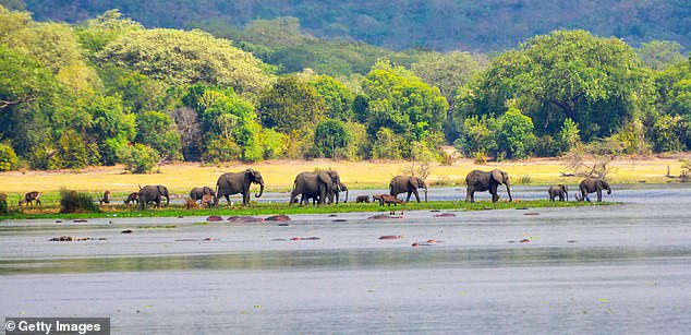 Элис Моррисон отправляется на сафари в парк Murchison Falls в Уганде (выше) и говорит, что «хорошее сафари стоит около £200 в день — на 30 процентов дешевле, чем в Кении». Во время своей поездки она видит слонов, бегемотов, львов и многое другое