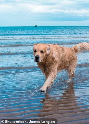 Эксперт предостерегает собак от употребления морской воды, поскольку это может нарушить баланс электролитов в их организме и вызвать обезвоживание (изображение)