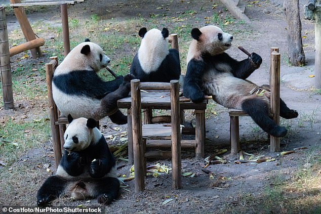 Китайские панды были сфотографированы во время воссоздания самой милой сцены из фильма «Златовласка», когда они поедали побеги бамбука за крошечным столиком для пикника, полулежа на деревянных стульях.