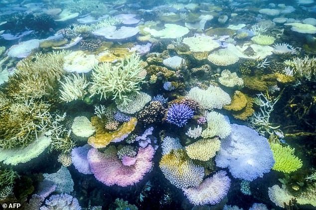 На этой подводной фотографии, сделанной 5 апреля 2024 года, показаны обесцвеченные и мертвые кораллы вокруг острова Лизард на Большом Барьерном рифе, в 170 милях (270 км) к северу от города Кэрнс.