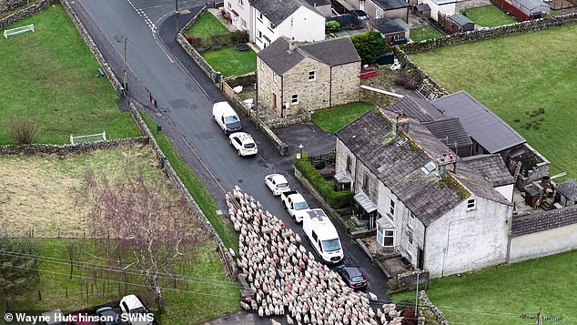 Г-н Хатчинсон сказал: «Эти овцы «прикованы» к этой земле, то есть они знают и живут на этом открытом болоте, на своем собственном участке, не огороженном забором.